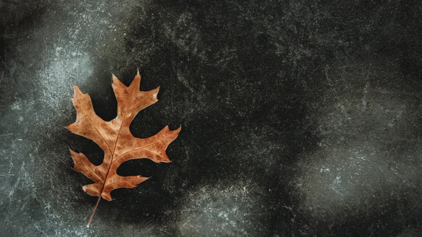 A single rust-colored oak leaf resting on a dark, textured charcoal surface