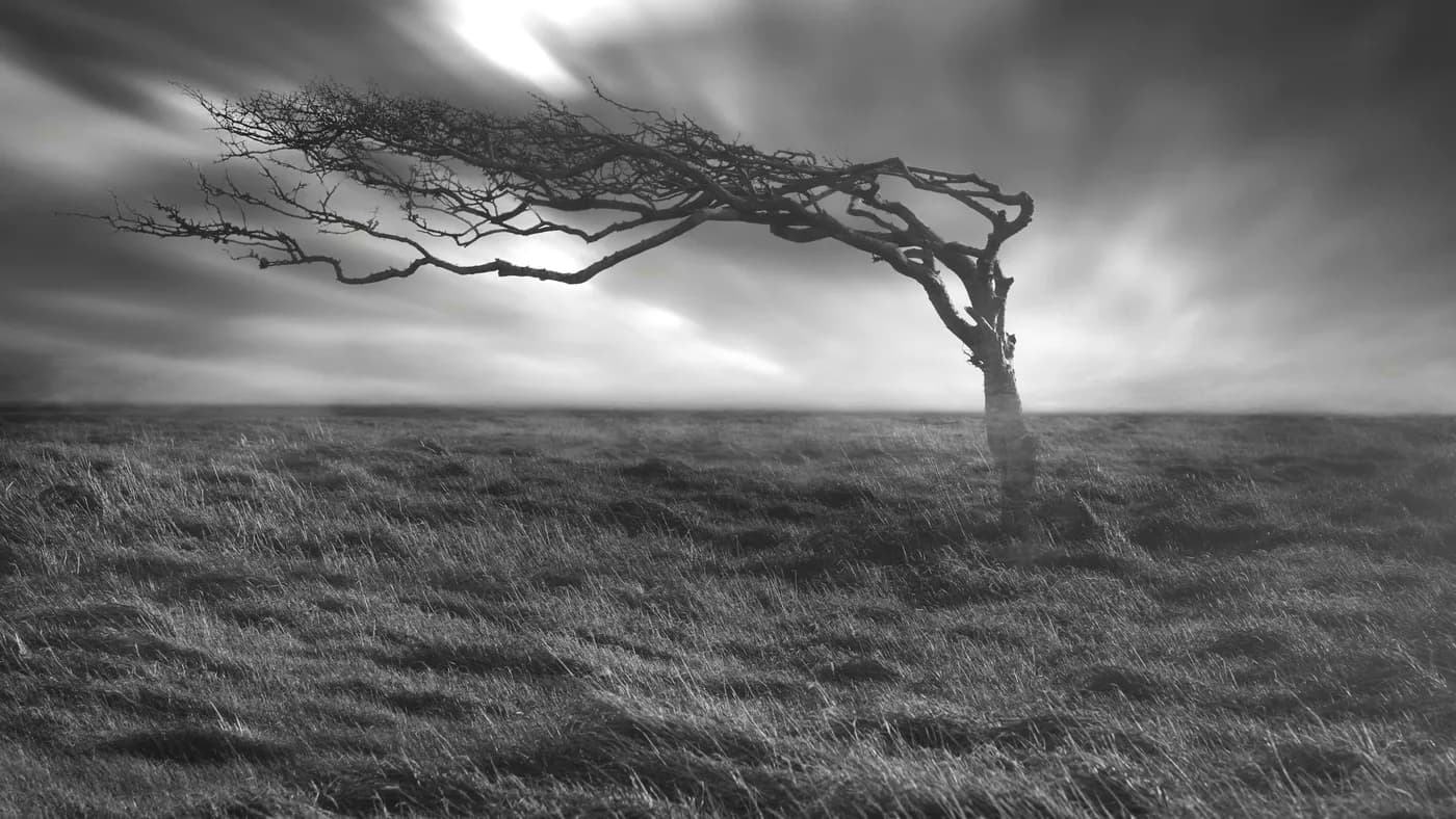 Black-and-white photo of a lone tree bent sideways by wind on a grassy hill under streaked, overcast clouds